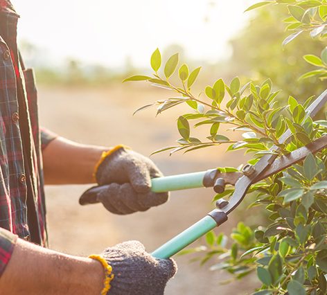 people cutting a hedge in the garden. home and garden decoration