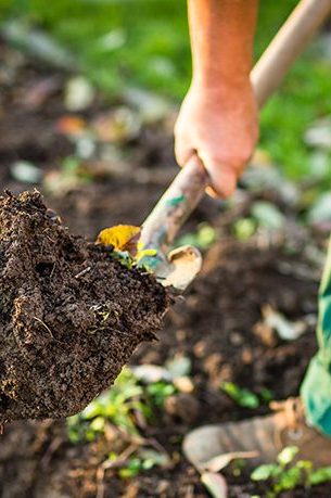 gardening man digging the garden soil with a spud (shallow dof